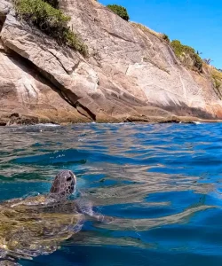 foto tartaruga ilhas cagarras